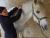 Marion shiatsu equin
